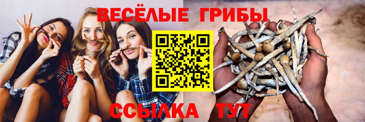 Псилоцибиновые грибы прущие грибы Котлас